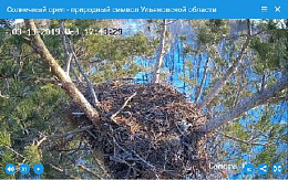 Ульяновские орнитологи вновь установили веб-камеру у гнезда солнечных орлов