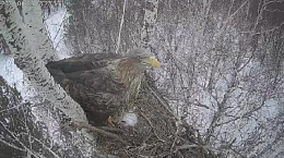 Ульяновские орнитологи установили веб-камеру на гнезде орланов-белохвостов
